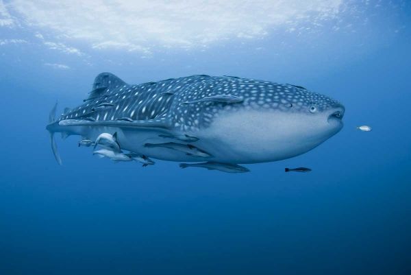Indonesia, Papua Whale shark and remoras